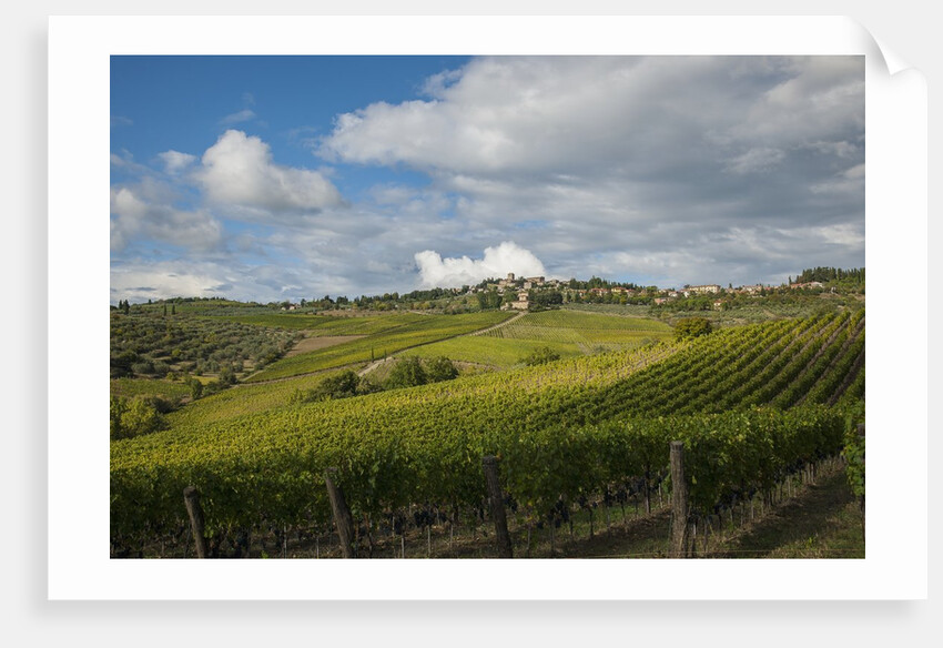 Vineyards near Panzano by Anonymous