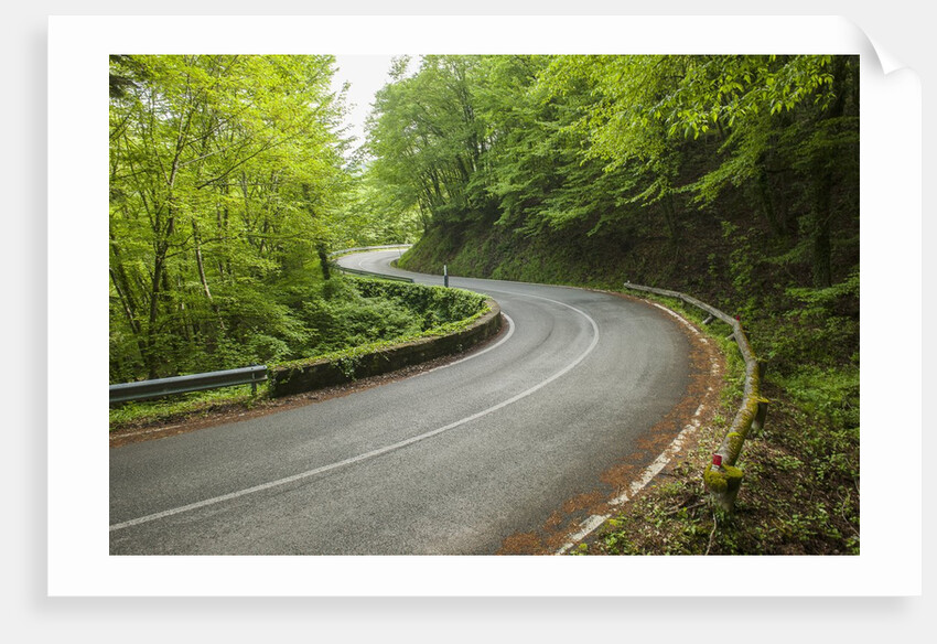 Road to Badia a Coltibuono by Anonymous