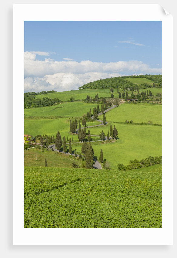 The famous road near Monticchiello by Anonymous