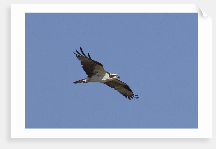 Osprey in flight by Anonymous