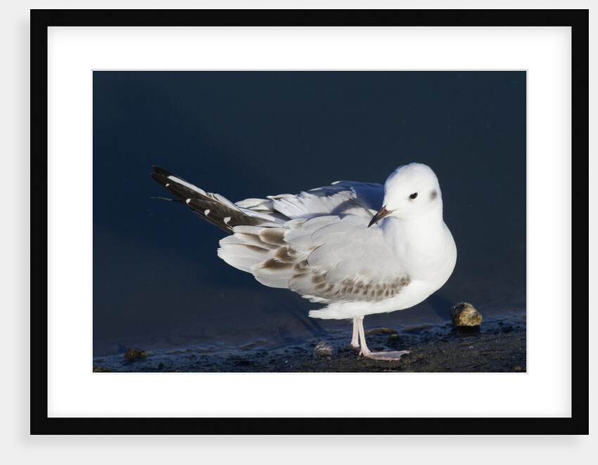 Bonaparte's Gull by Anonymous