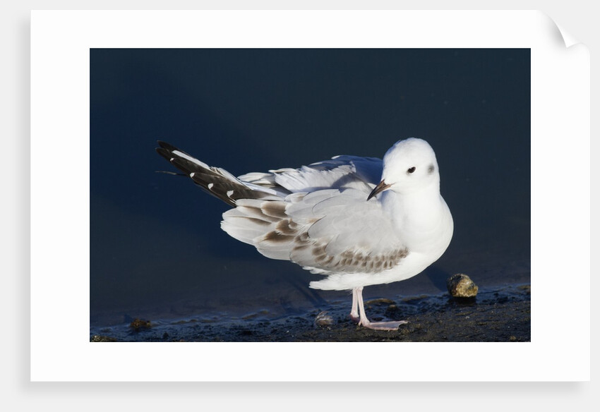 Bonaparte's Gull by Anonymous