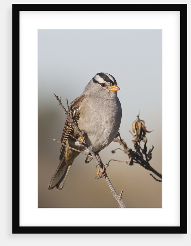 White-Crowned Sparrow by Anonymous