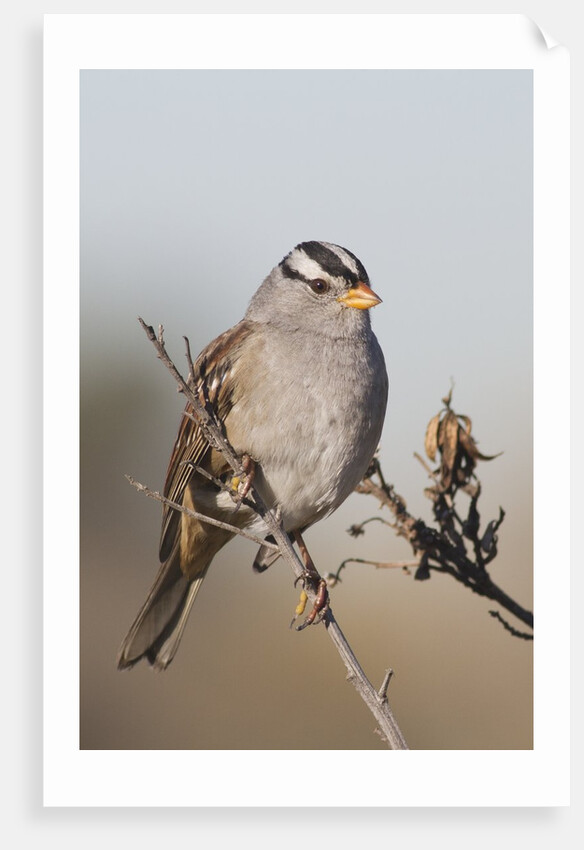 White-Crowned Sparrow by Anonymous