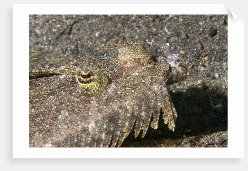 Magnificant Anemone Shrimp cleans a Sole by Anonymous