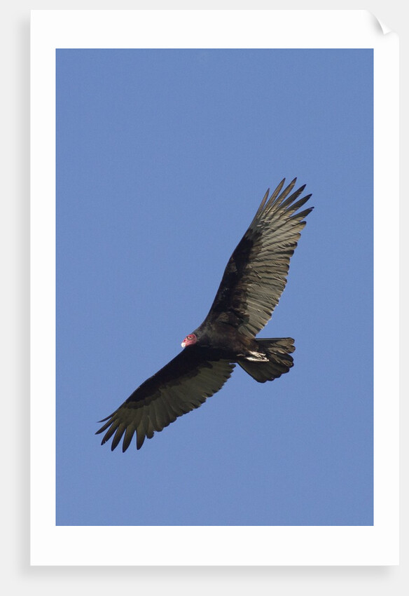 Turkey Vulture in flight by Anonymous