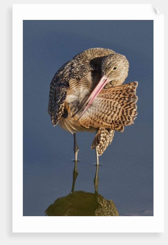 Narbled Godwit grooming by Anonymous
