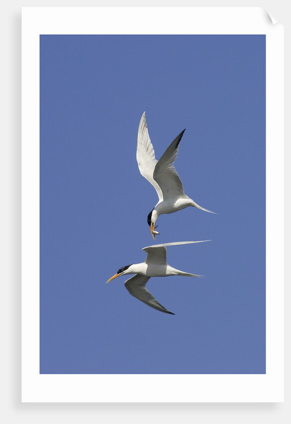 Elegant Terns in flight by Anonymous