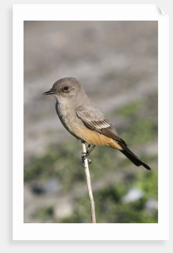 Say's Phoebe by Anonymous