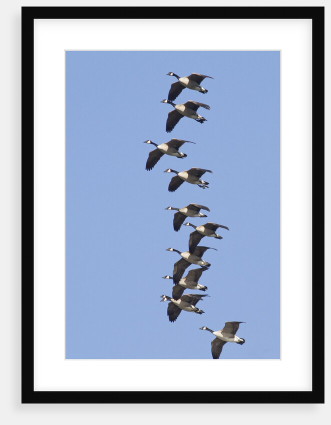 Canada Geese in flight by Anonymous