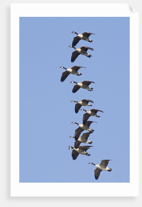 Canada Geese in flight by Anonymous