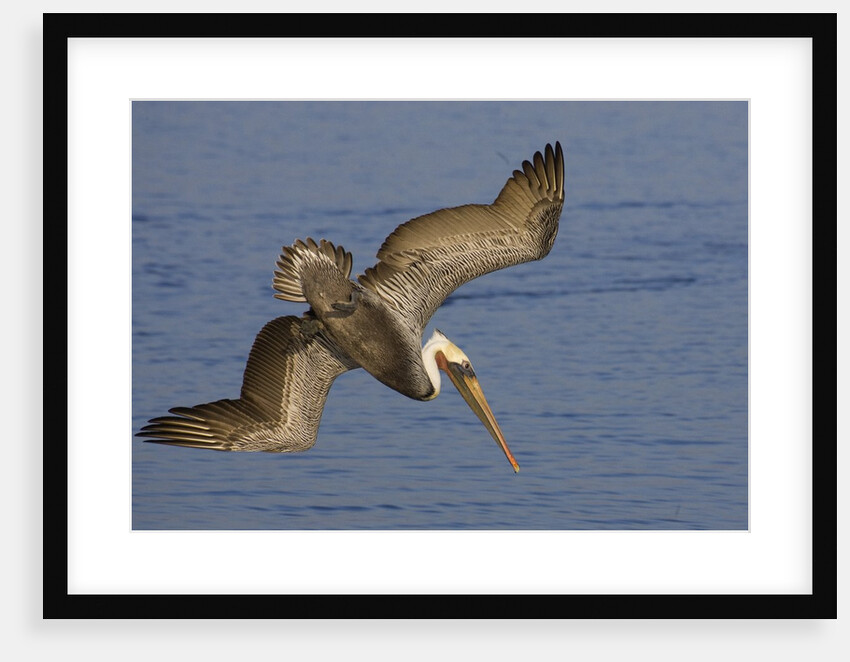 Brown Pelican diving by Anonymous