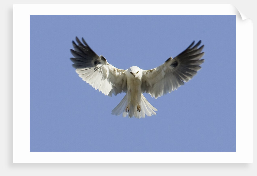 White-Tailed Kite hovering by Anonymous