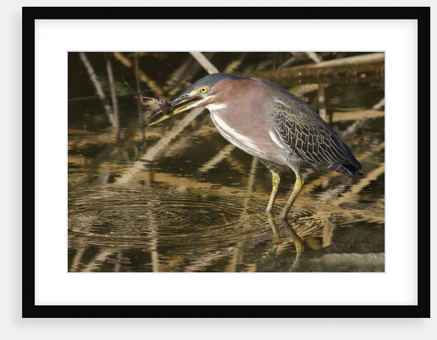Green Heron catchs a crawfish by Anonymous