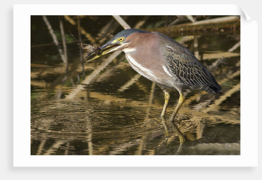 Green Heron catchs a crawfish by Anonymous