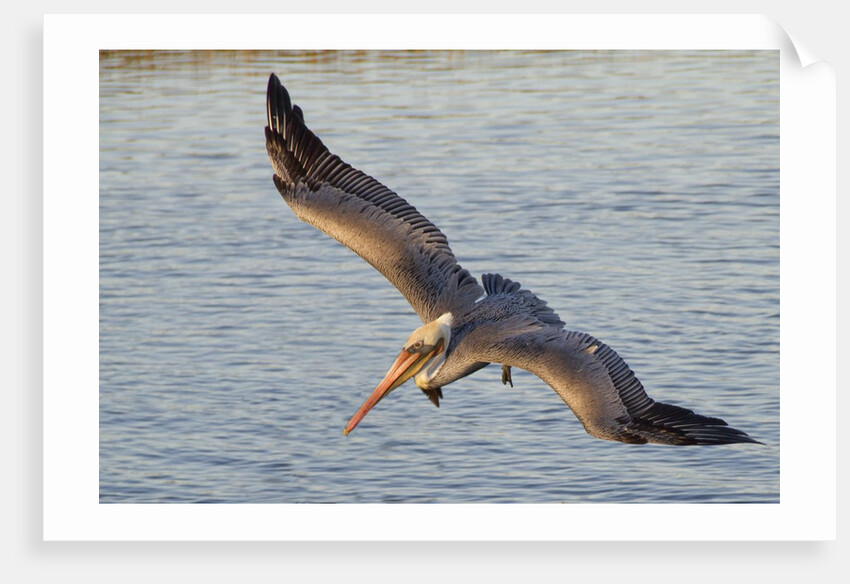 Brown Pelican in breeding plummage flying by Anonymous