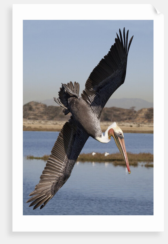 Brown Pelican in breeding plummage dives for fish by Anonymous