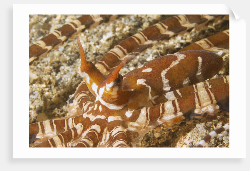 Eyestalks of Wunderpus Octopus by Anonymous