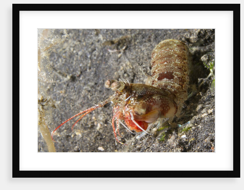 Bumptail Mantis Shrimp by Anonymous