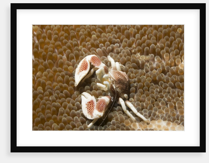 Spotted Porcelain Crab by Anonymous