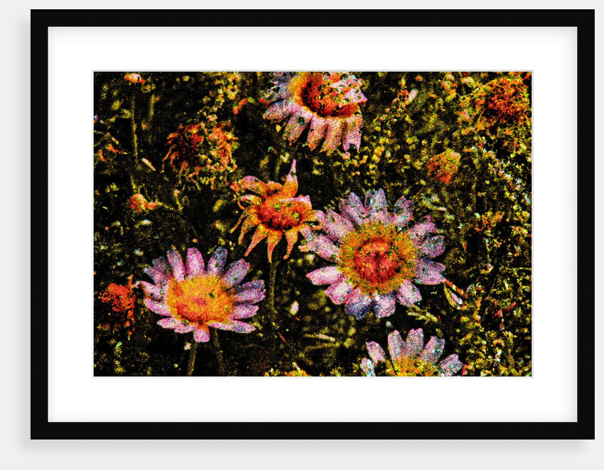 Daisies by Anonymous