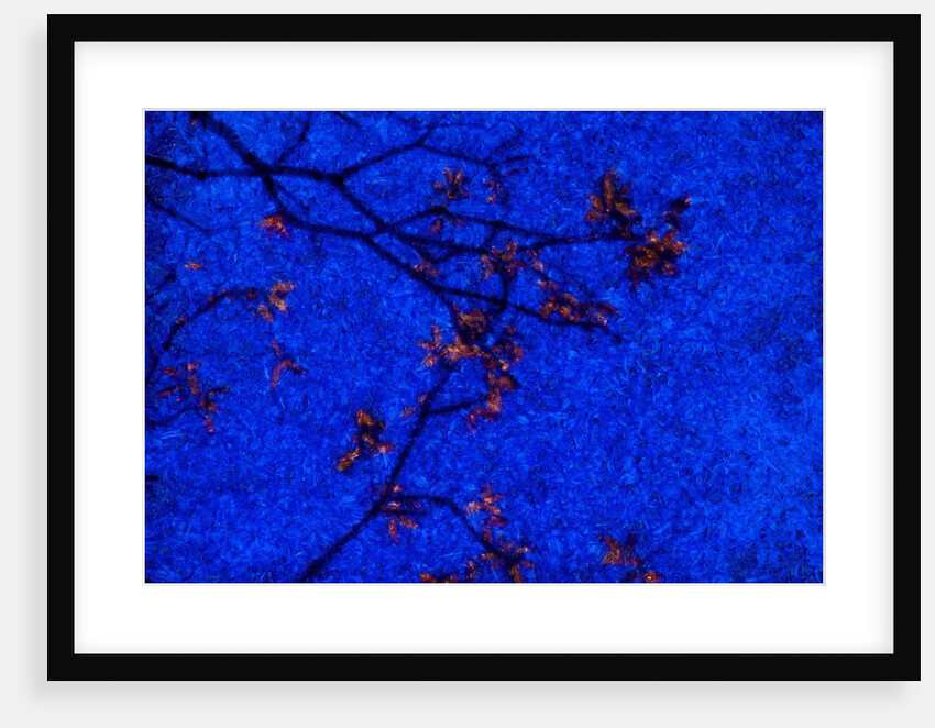 Tree and Sky by Anonymous