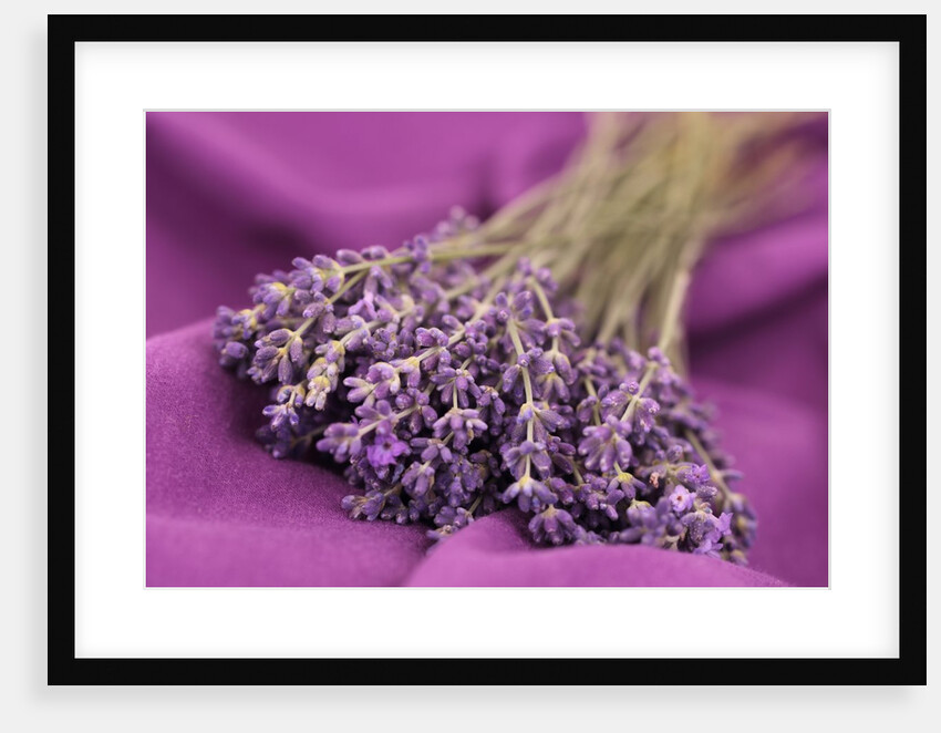 A bouquet of lavender flowers on a purple canvas by Anonymous
