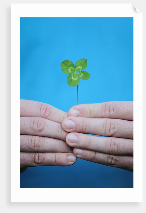 Man holding four-leaf clover by Anonymous