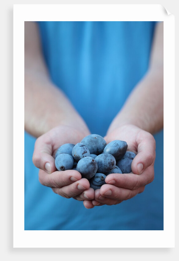 Man in blue t-shirt holds plum fruits in his palms by Anonymous