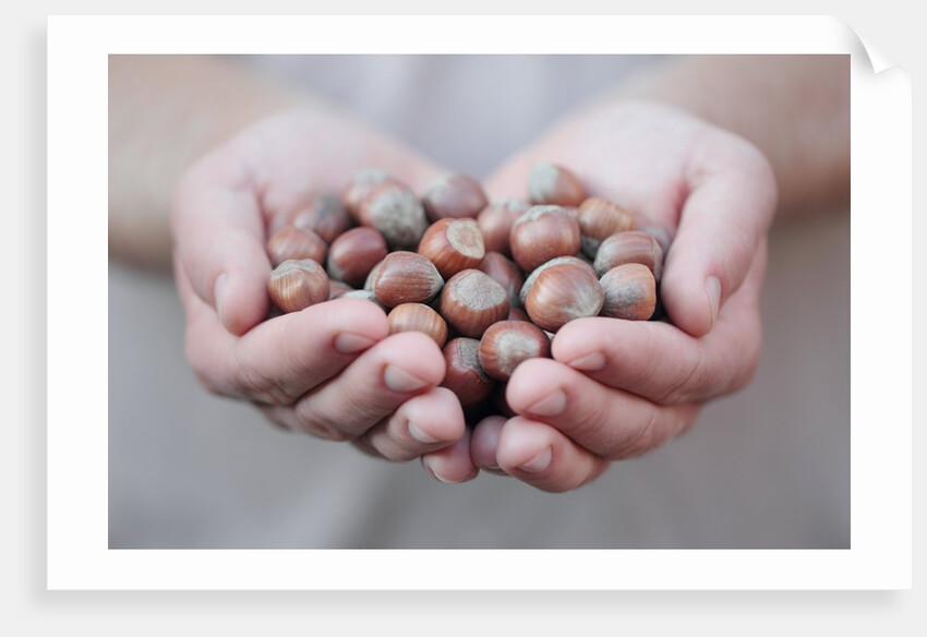 Man in khaki t-shirt holds hazelnuts in his palms by Anonymous