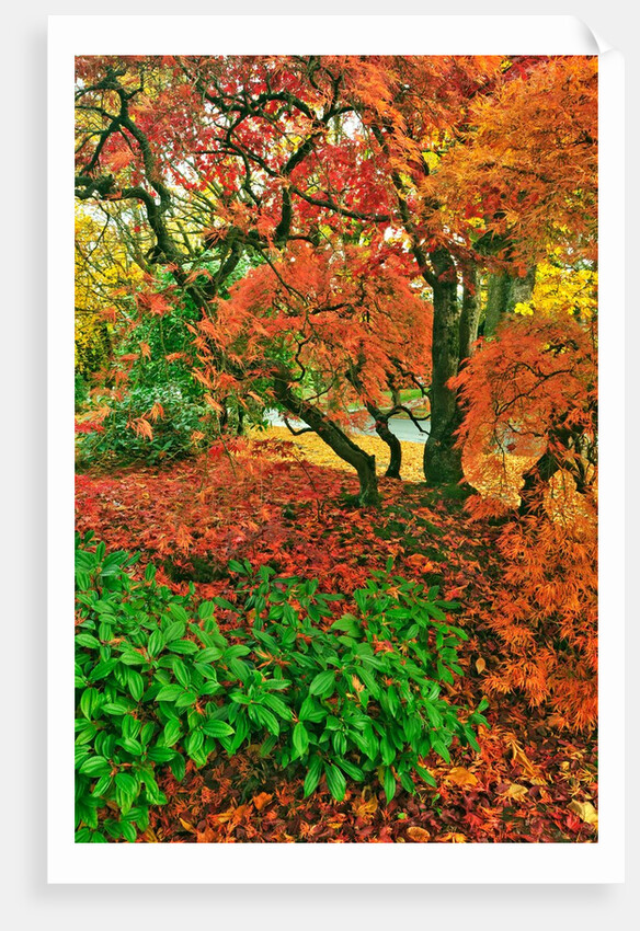 Lace leaf Japanese maple and red maple trees in garden in Portland, Oregon by Anonymous