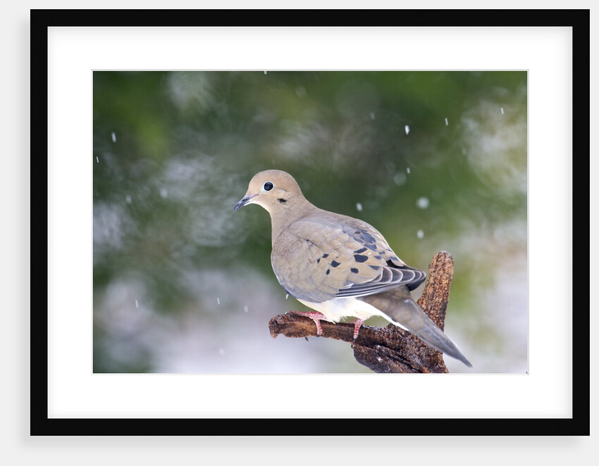 Mouring Dove by Anonymous