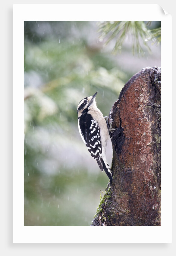 Downy Woodpecker by Anonymous