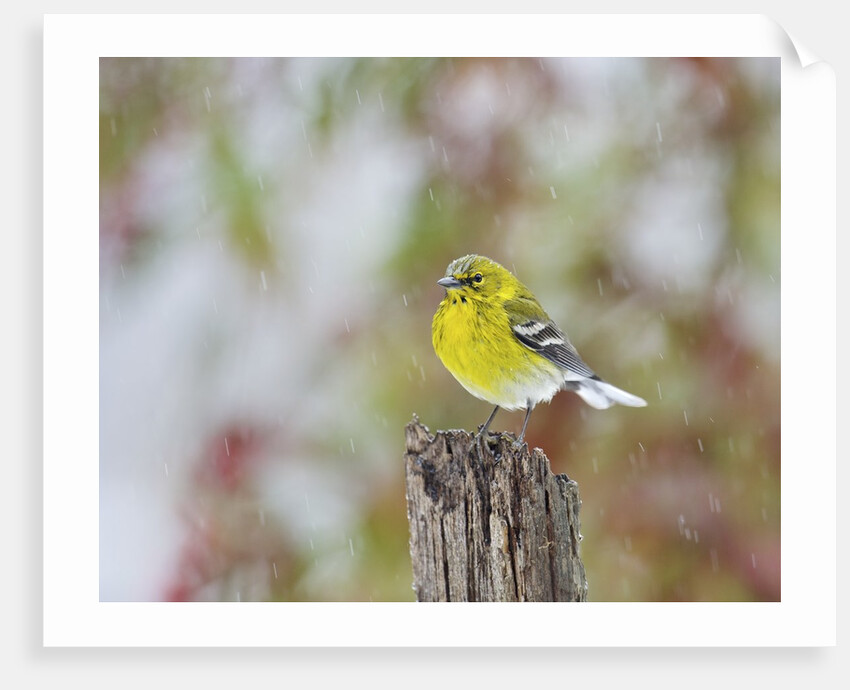 Pine Warbler by Anonymous