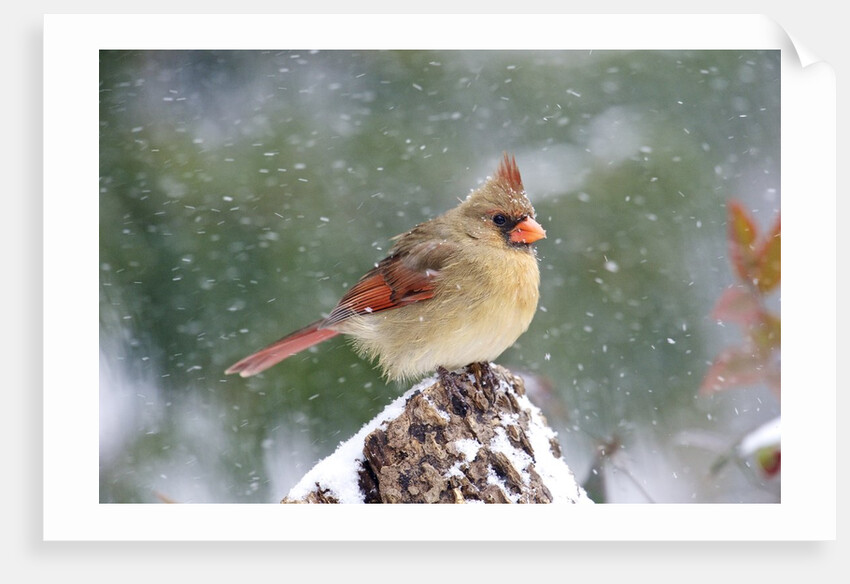 Northern Cardinal by Anonymous