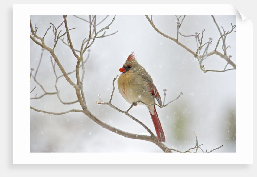 Northern Cardinal by Anonymous