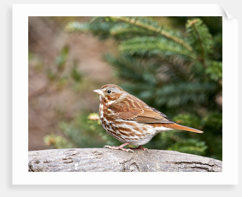 Fox Sparrow by Anonymous