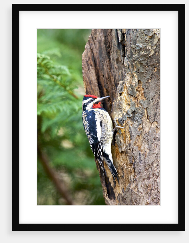 Yellow-bellied Sapsucker by Anonymous