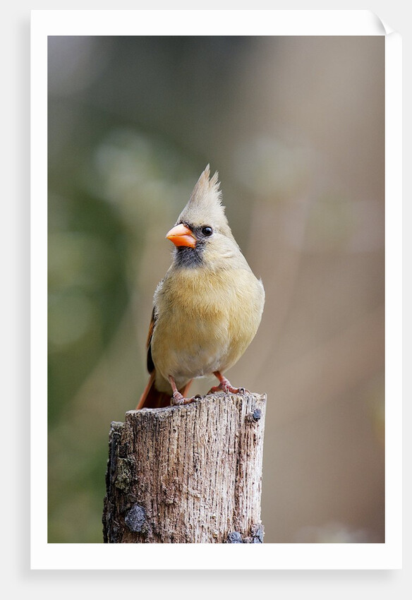 Northern Cardinal by Anonymous