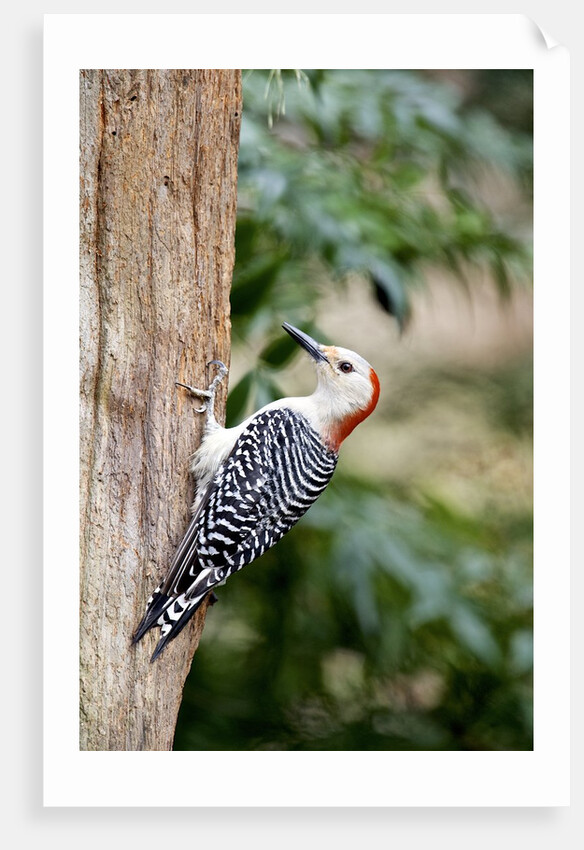 Red-bellied Woodpecker by Anonymous