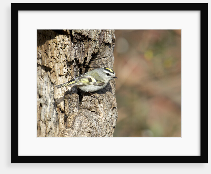 Golden-crowned Kinglet by Anonymous