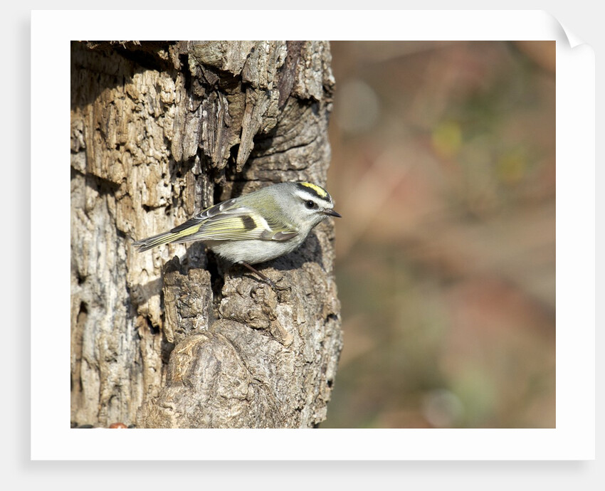 Golden-crowned Kinglet by Anonymous