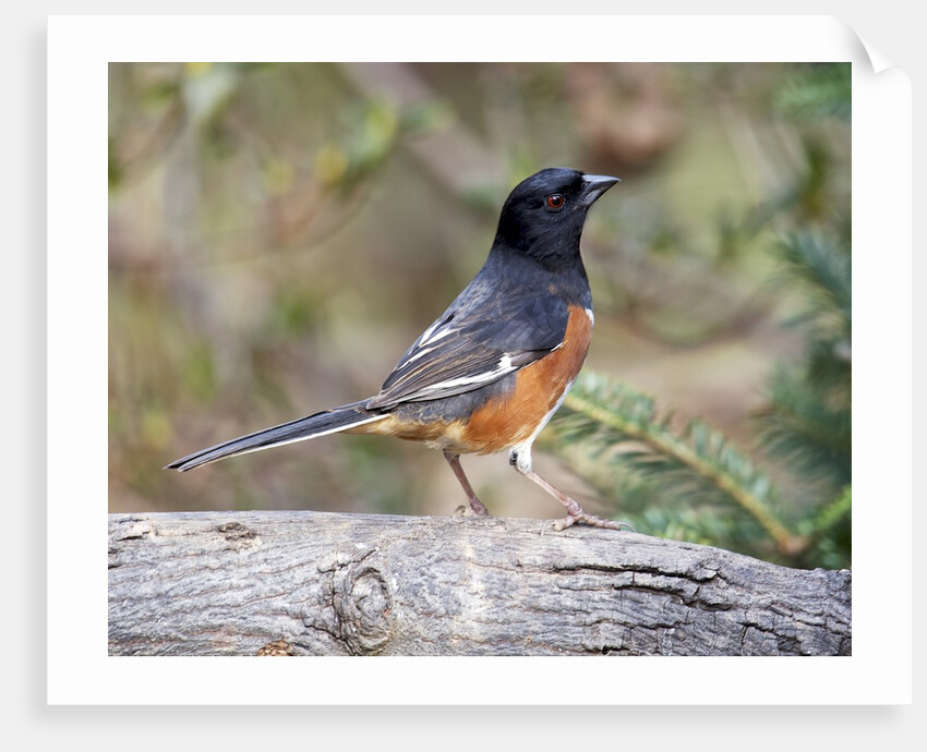 Rufous Towhee (Eastern Towhee) by Anonymous