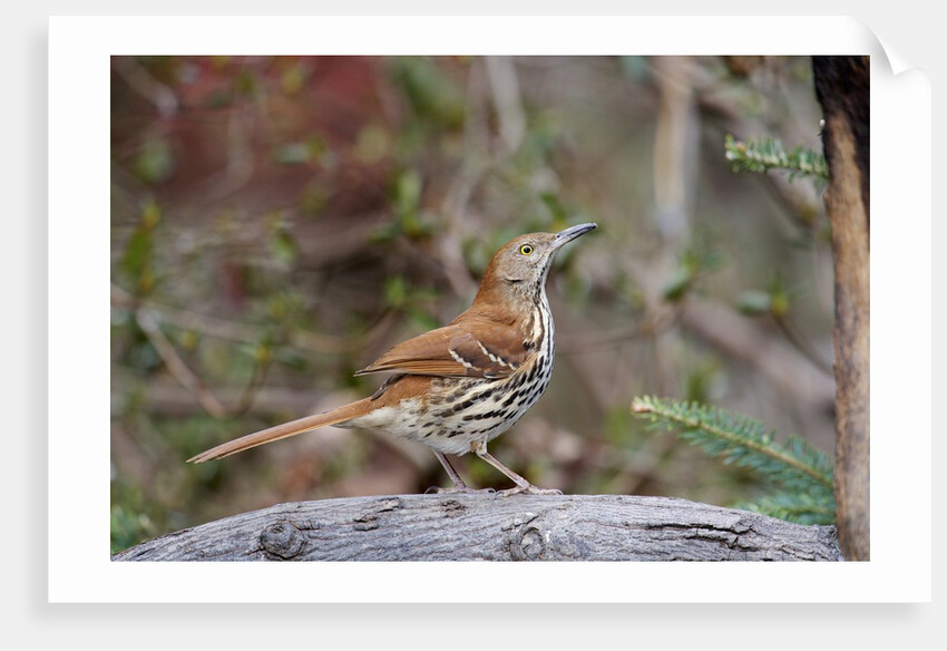 Brown Thrasher by Anonymous