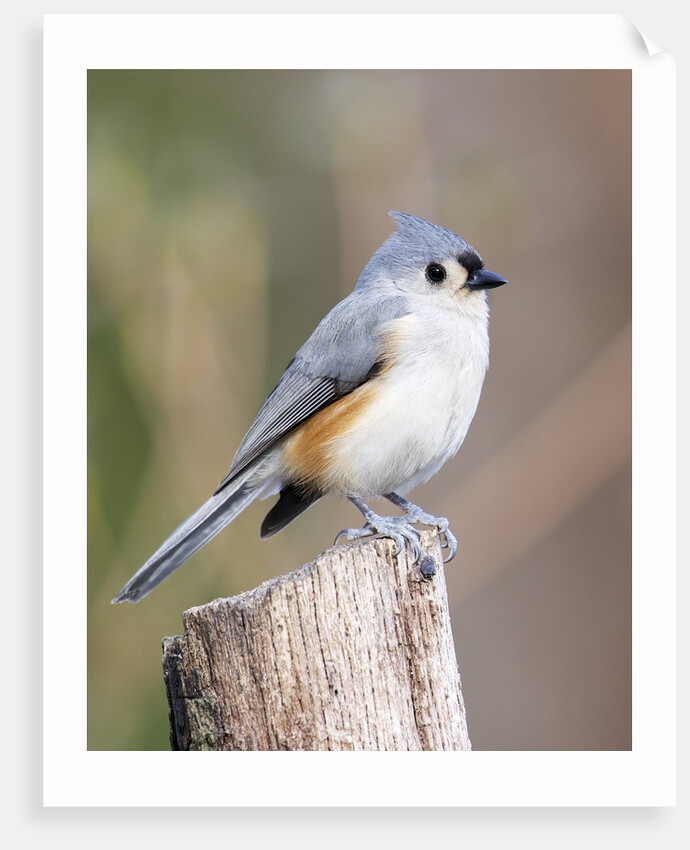 Tufted-Titmouse by Anonymous