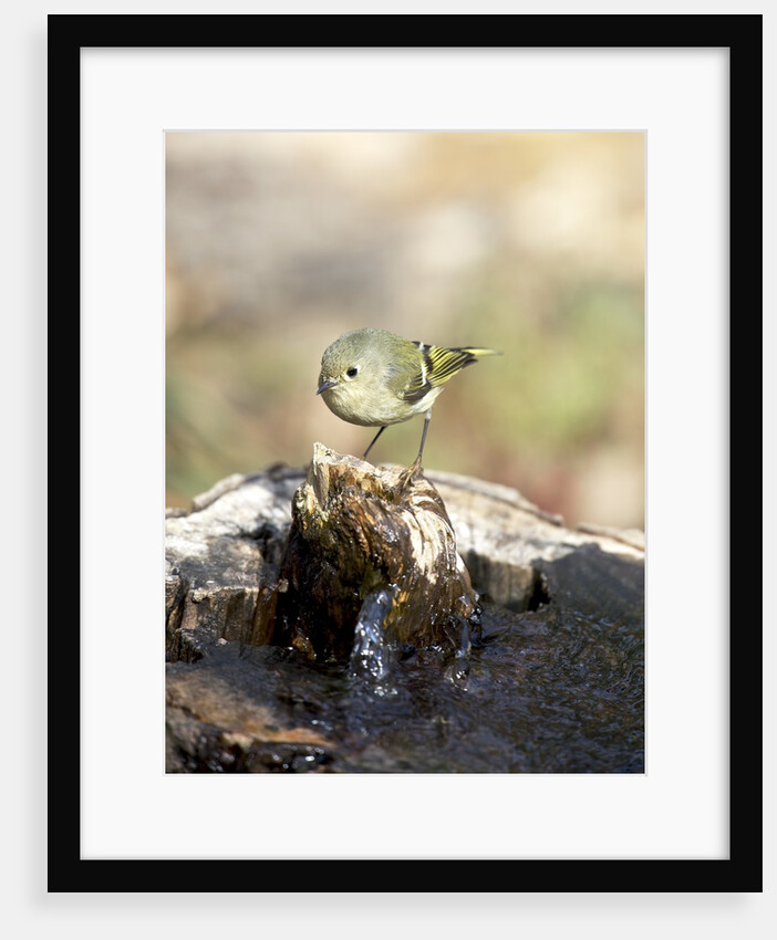 Ruby-crowned Kinglet by Anonymous
