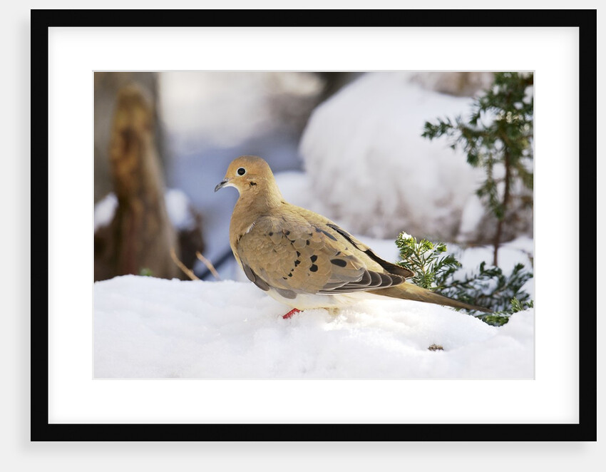 Mouring Dove by Anonymous