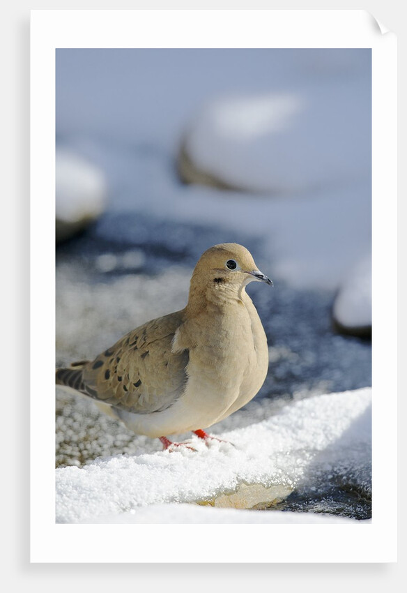 Mouring Dove by Anonymous