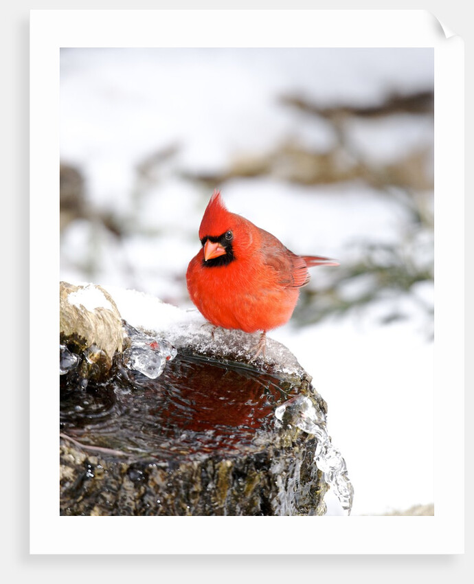 Northern Cardinal by Anonymous