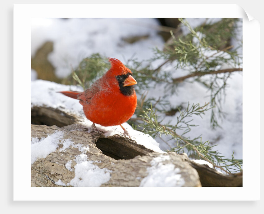 Northern Cardinal by Anonymous
